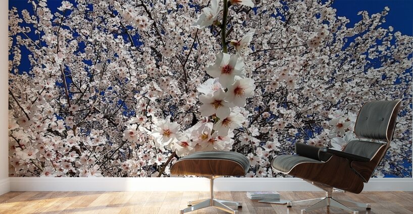 Almendro en flor Wall Murals