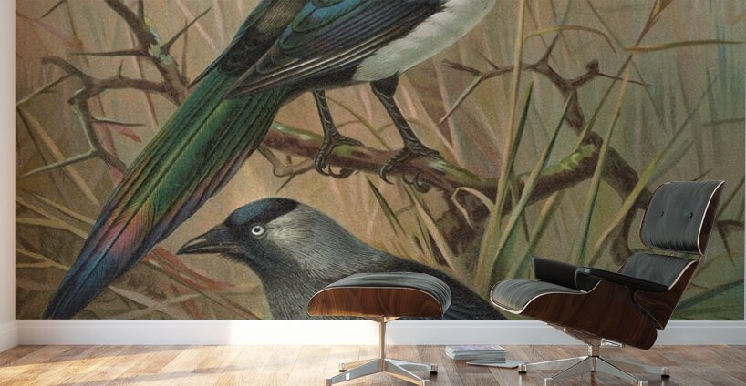 Pica pica. Lycus monedula by Johann Friedrich Naumann [1780–1857] Wall Murals