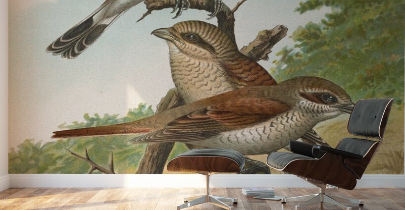 Lanius collurio. Lanius isabellinus Ehrenberg by Johann Friedrich Naumann [1780–1857] Wall Murals