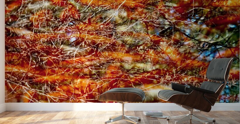 Peces de colores Wall Murals