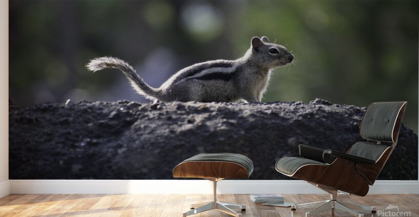 DSC 3989 Wall Murals