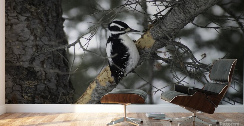 DSC 8012 Wall Murals