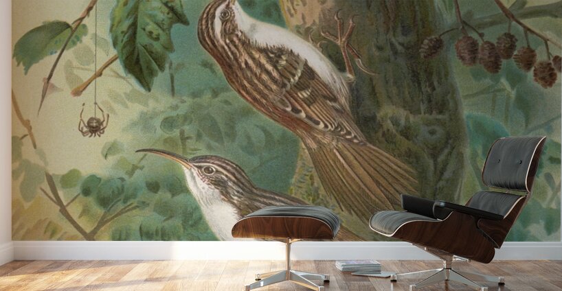 Certhia familiaris. Certhia familiaris brachydactyla by Johann Friedrich Naumann [1780–1857] Wall Murals