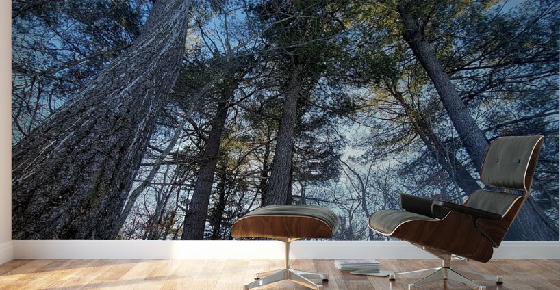 Winter Trees  Wall Murals