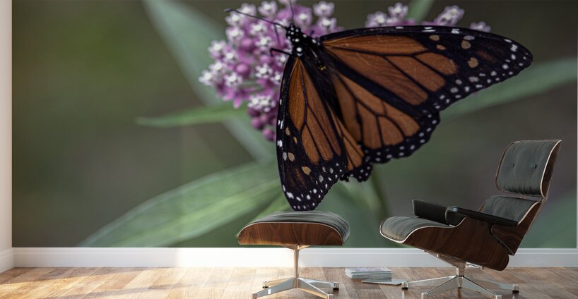 Monarch Butterfly Wall Murals