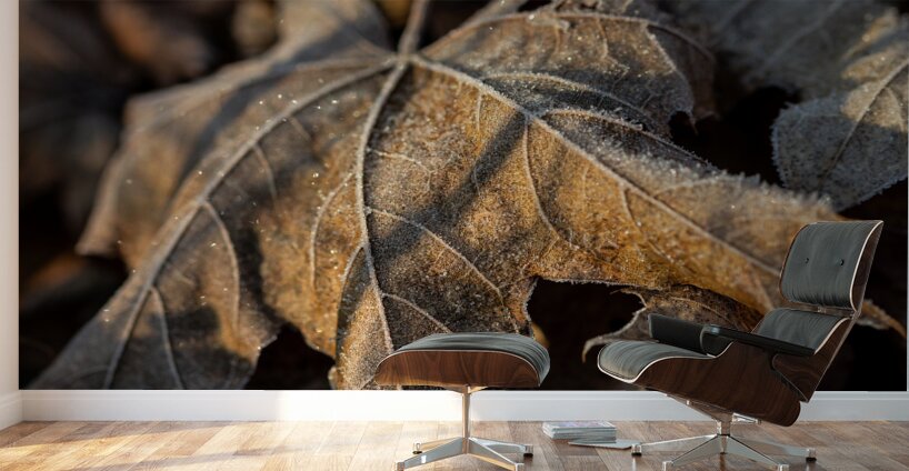 Closeup macro shot of withered brown maple leaf covered by beautiful ice crystals  Wall Murals