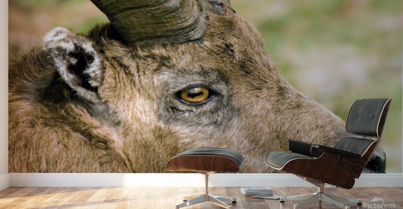 HORNS AND BEARD Wall Murals