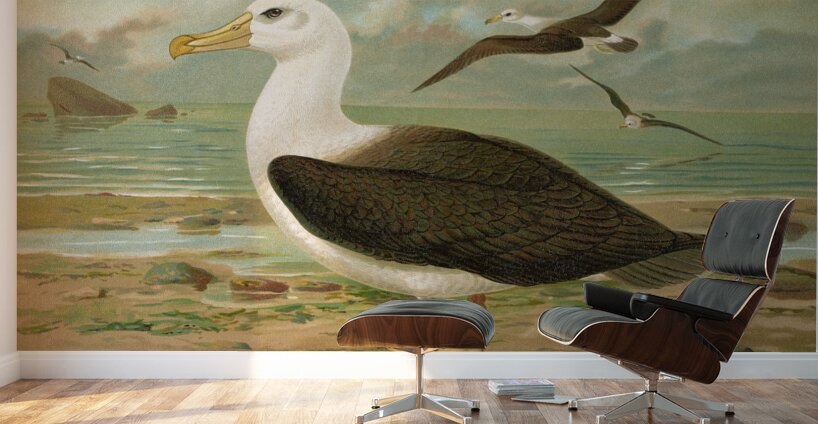 Diomedea melanophrys Boie. Schwarzzugeliger Albatros by Johann Friedrich Naumann [1780–1857] Wall Murals