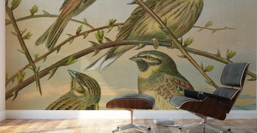 Emberiza citrinella. Emberiza cirlus by Johann Friedrich Naumann [1780–1857] Wall Murals