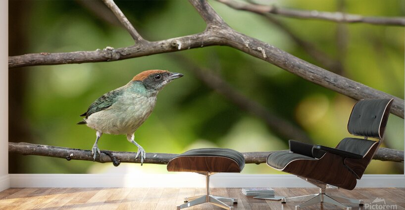 Stilpnia vitriolina Wall Murals