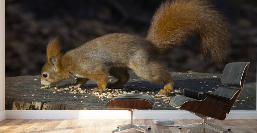 Vibrant Red Squirrel Standing on a Tree Stump in Natural Setting Wall Murals