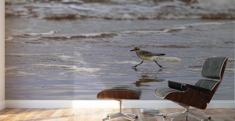Having a Piping Plover Time Wall Murals