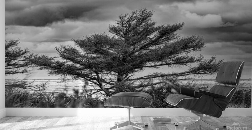 The Poor old Spruce Wall Murals