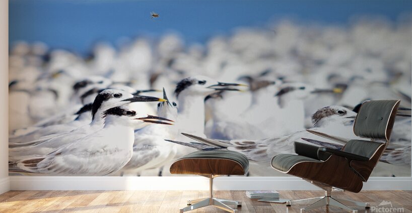 Cabots Terns Wall Murals