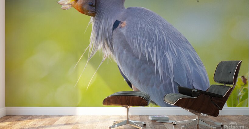 Great Blue Heron 2670 Wall Murals