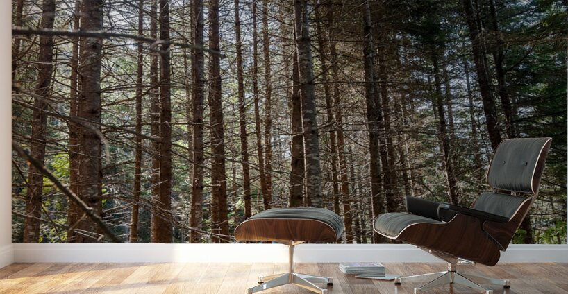 The Beauty of Nature Wall Murals