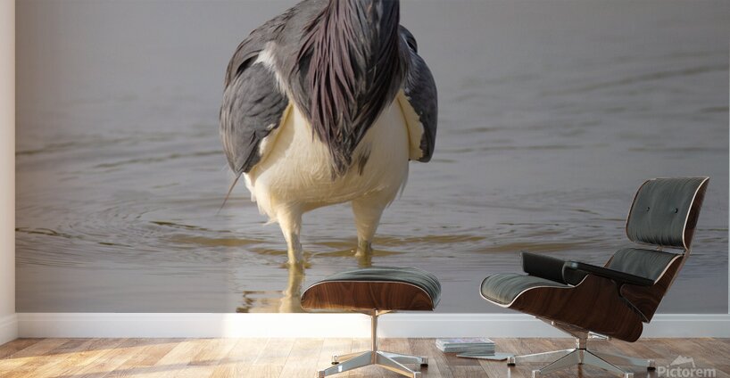 Tri colored Heron 3060 Wall Murals