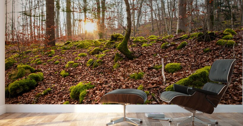 Evening sun reflecting on beautiful moss covered rocks in the forest  Wall Murals