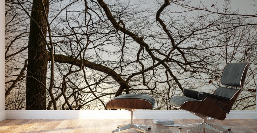 Beautifully shaped tree at the edge of the forest at sunset  Wall Murals