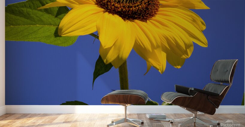 ArtPhotos244 Wall Murals