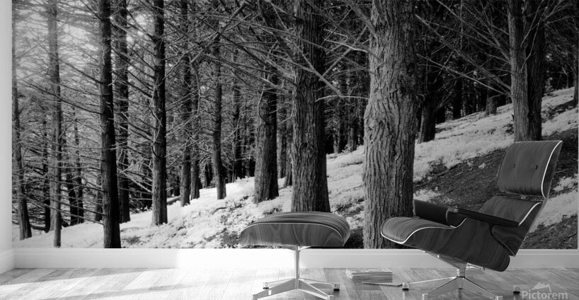 Presidio Cyprus Wall Murals