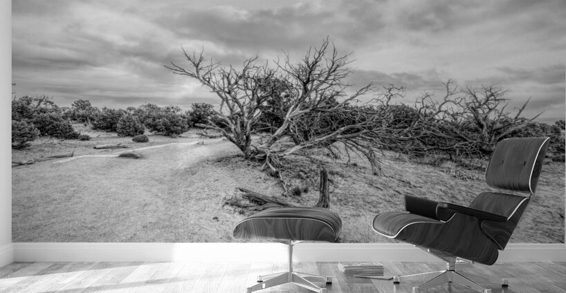 Juniper Along Mesa Arch Trail Grayscale Wall Murals