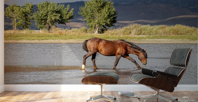 Wild Horse Reaching For Water Wall Murals