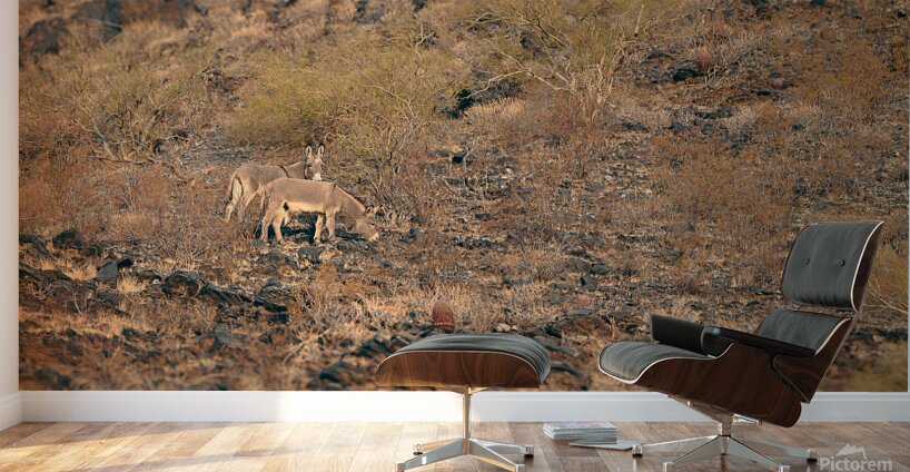 DSC 5281 Wall Murals