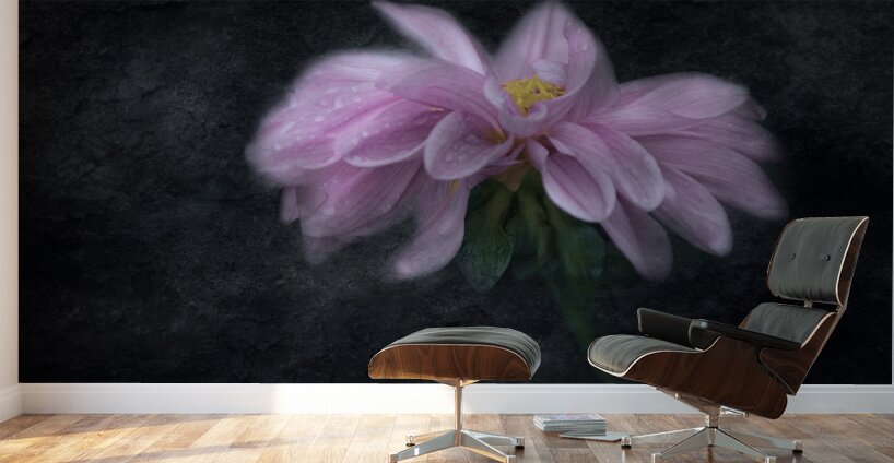 Soft Pink Dahlia on Black Wall Murals