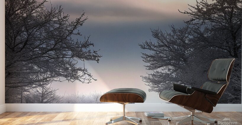               Solitary Horse in a Winter Wonderland       Wall Murals