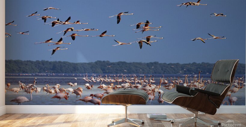 Celestun flamingos Wall Murals
