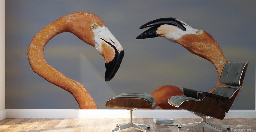 Flamingo heads Wall Murals