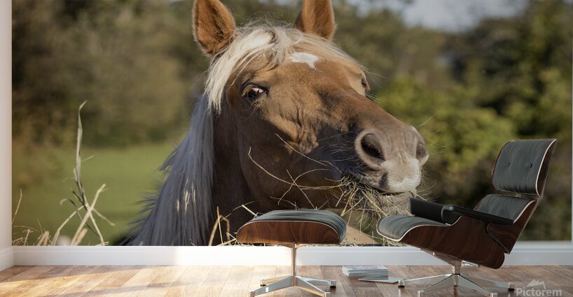 Palomino side eye Wall Murals