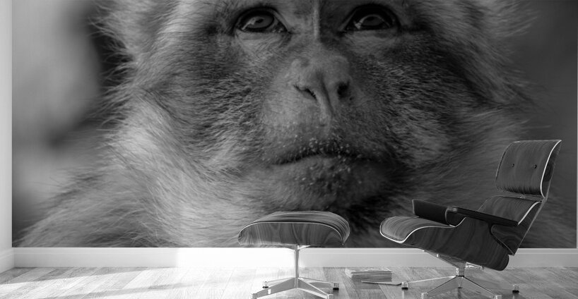 Greedy Friend- Moroccan Monkey Wall Murals