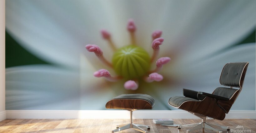 Macro Photography of a Delicate White Flower with Pink Stamens Wall Murals