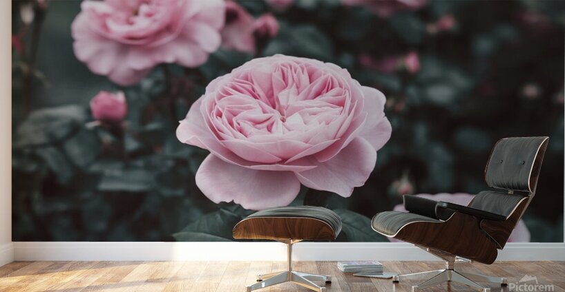 a photo of a pink rose flower with Wall Murals