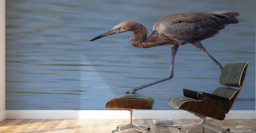 Reddish Egret 3351 Wall Murals