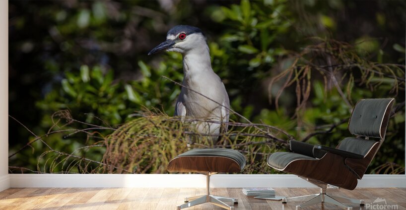 Black crowned Night Heron 9350 Wall Murals