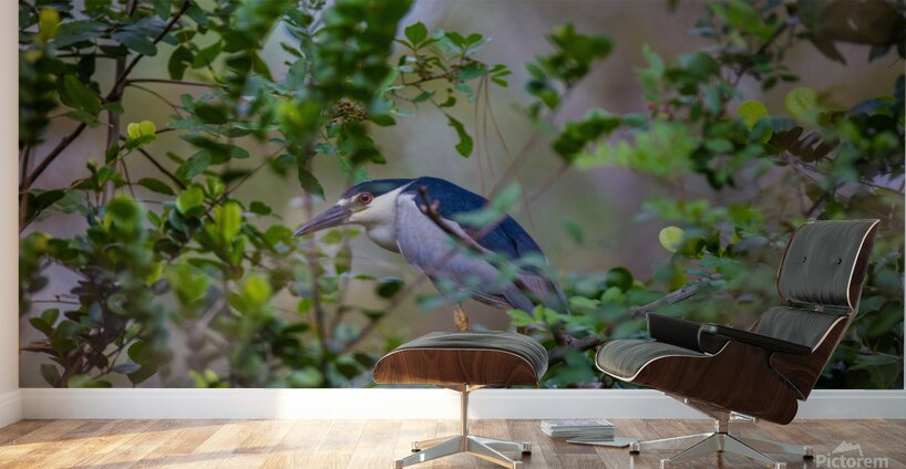 Black crowned Night Heron 9888 Wall Murals