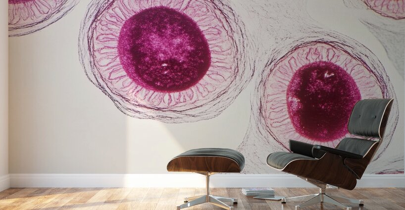 Cellular Harmony 249CPZ 47 Wall Murals