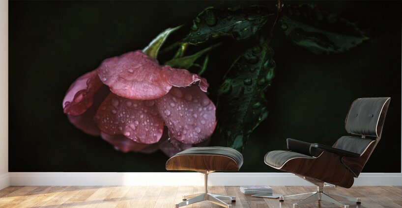 Pink Rose with Raindrops Wall Murals