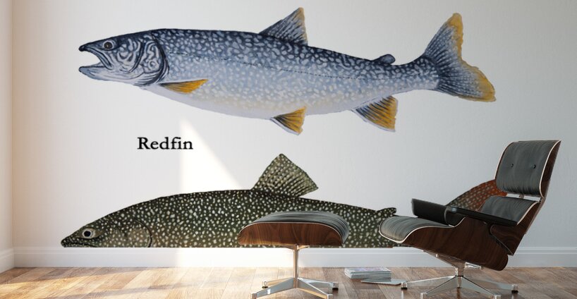 Lake Superior Lake Trout Morphs Painting Wall Murals