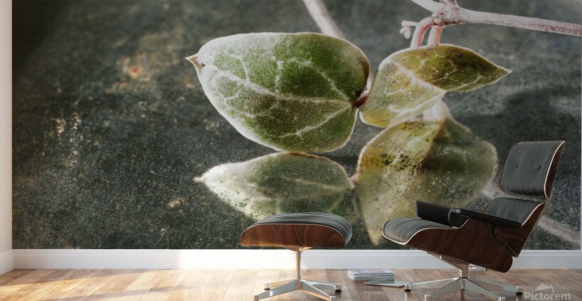 Green leaves of ceropegia woodii Wall Murals