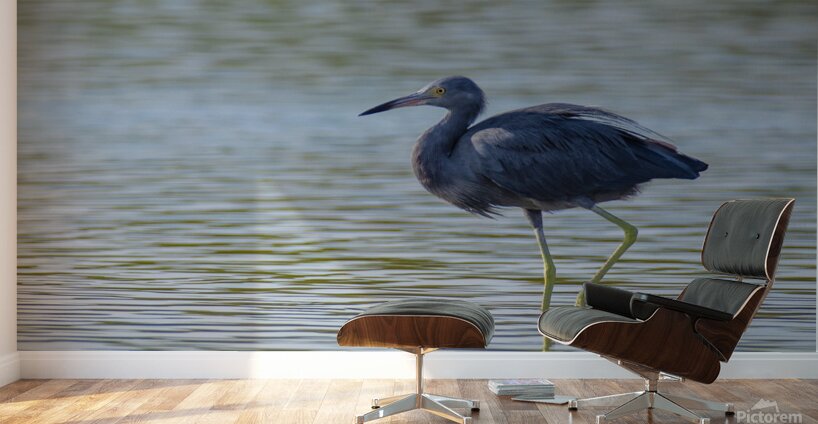 Little Blue Heron 3242 Wall Murals