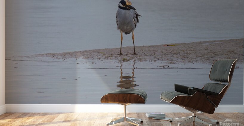 Yellow crowned Night Heron 4831 Wall Murals