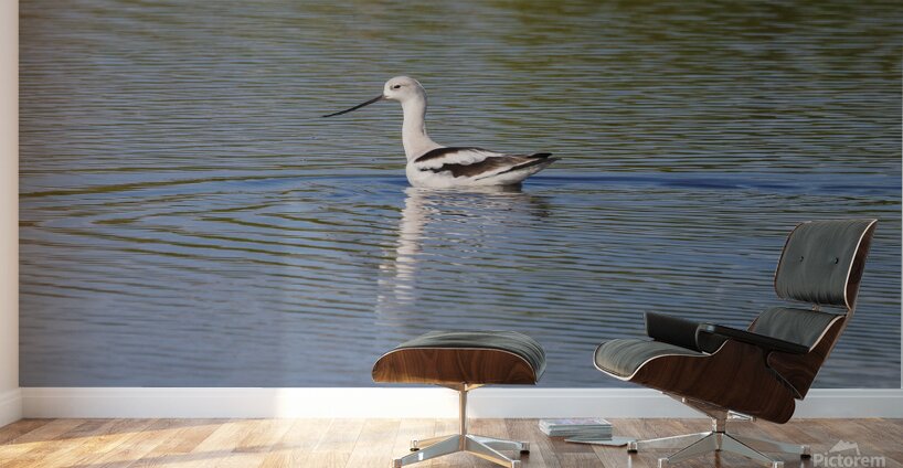 American Avocet 1828 Wall Murals