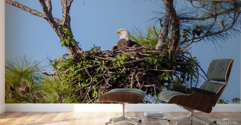 Bald Eagle 9148 Wall Murals