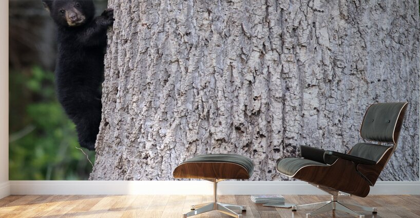 Baby Bear Wall Murals