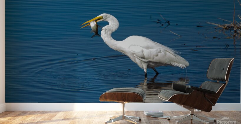 Great Egret 3460 Wall Murals