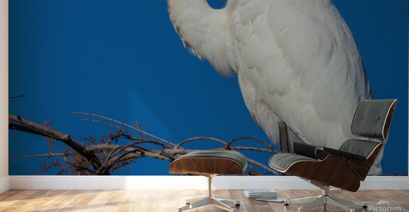 Great Egret 1067 Wall Murals